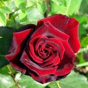оптом Троянда Claret Pixie (Кларет Піксі) (саджанці)