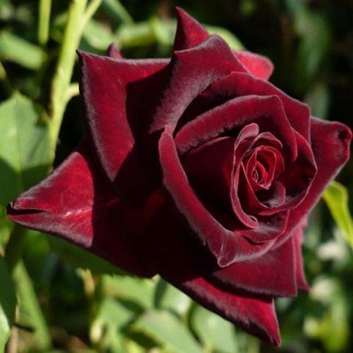 оптом Троянда Claret Pixie (Кларет Піксі) (саджанці)