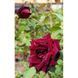 Троянда Claret Pixie (Кларет Піксі) (саджанці)