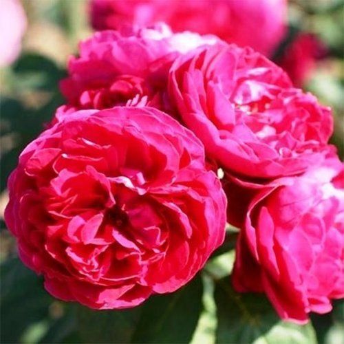 оптом Троянда Pink Mushimara (Пінк Мушімара) (саджанці)