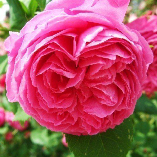 оптом Троянда Pink Mushimara (Пінк Мушімара плетиста) (саджанці)
