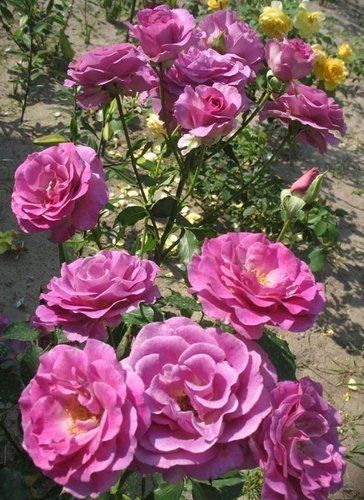 оптом Троянди Violette Parfume Climbing (Віолет Парфум) (саджанці)
